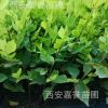 農家提供金葉榆小苗 金葉垂榆小苗 金葉榆行道樹 樹形優美