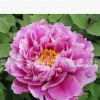 觀賞牡丹苗 綠植盆栽植物 精品牡丹花苗 洛神 牡丹苗 當年開花
