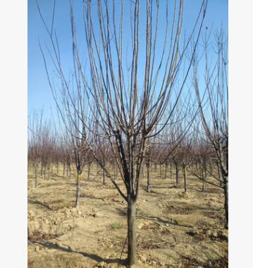 園林綠化 基地出售8公分紫葉李 枝桿好 保成活 保質(zhì)量