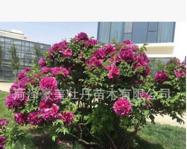 獨(dú)桿觀賞 精品牡丹王 旅游項(xiàng)目花卉綠植 園林園藝 庭院觀賞