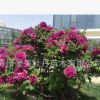 獨(dú)桿觀賞 精品牡丹王 旅游項(xiàng)目花卉綠植 園林園藝 庭院觀賞