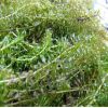 養(yǎng)蝦蟹水草種子 伊樂藻種子 伊樂草種子 苦草 龍須草 水草種子
