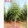 優(yōu)質(zhì)饅頭柳定干移植饅頭柳
