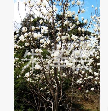 低價(jià)出售黃櫨優(yōu)質(zhì)黃櫨各種地被類(lèi)草花