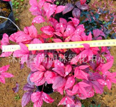 紅葉南天竹小苗 耐寒彩色苗木 濕地公園小區(qū)綠化景區(qū)綠化專用苗木