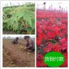 美國紅楓小苗日本紅楓小苗三季紅紅舞姬紅楓籽播苗雞爪槭赤楓