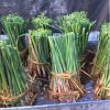 黃菖蒲苗濕地公園專用水生植物濕地綠化水體河塘湖畔綠化苗木