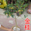 基地直銷(xiāo)四季桂花樹(shù) 盆栽 金桂 八月桂 丹桂 嫁接大桂花樹(shù)盆景
