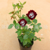 真品種帶花苞大花月季花苗濃香花卉綠植室內(nèi)盆栽月季花苗四季開(kāi)花