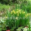 苗圃供應(yīng)各種菖蒲。黃菖蒲 （石菖蒲、水菖蒲、花葉菖蒲）