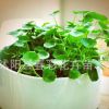 特價(jià)促銷銅錢草。對(duì)座草、金錢草、過(guò)路黃