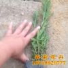 薰衣草小苗 綠化專用苗木 綠化苗行道薰衣草苗 薰衣草苗 易成活