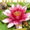 睡蓮批發(fā) 水生花卉 瑪珊姑娘 水生植物睡蓮銷售 睡蓮根塊量大優(yōu)惠