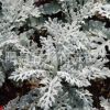 廠家直銷 水生植物 銀葉菊 量大優(yōu)惠 價(jià)格從優(yōu)