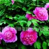 洛陽(yáng)牡丹花盆栽，當(dāng)年開花 批發(fā)