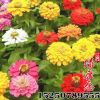 批發草花籽 百日草草籽 當年新采花草草籽 發芽率高 庭院觀花
