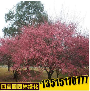 基地批發紅梅苗 庭院觀花植物臘梅樹苗 工程綠化苗木