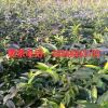 黃金連翹 花苗 東北鋪地虎 多分枝站虎 觀花綠化植物樹苗