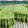 基地供應水培植物 富貴竹 轉運竹 開運竹 彎竹 水培植物 凈化空氣