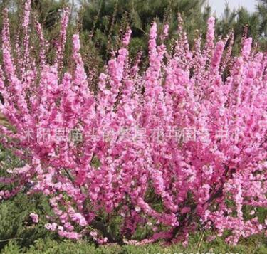 基地直銷 優質榆葉梅樹苗 多花樹狀榆葉梅苗 大花叢生榆葉梅