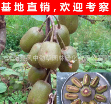 基地新品種 紅心獼猴桃苗 獼猴桃嫁接苗 紅陽 果樹苗新品種 現貨