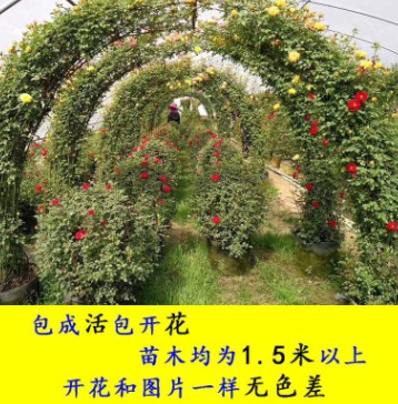 薔薇花 藤本月季批發(fā) 爬藤植物庭院陽臺盆栽玫瑰歐月爬墻攀援花卉