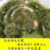 薔薇花 藤本月季批發(fā) 爬藤植物庭院陽(yáng)臺(tái)盆栽玫瑰歐月爬墻攀援花卉