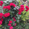 庭院攀援開花花卉爬藤植物歐洲藤本月季花苗強(qiáng)香黃金慶典經(jīng)典歐月