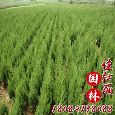 基地供應蜀檜四季常青小檜柏 北京檜柏小樹綠化北京檜柏