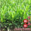 批發法國冬青樹苗 法國冬青樹苗法青苗綠化圍墻品種齊全量大優惠