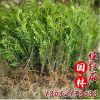 批發綠化工程苗木 水杉樹苗 規格齊全 水杉小苗 園林綠化水杉苗