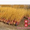 基地黃金槐樹批發 園林工程綠化苗木 小區行道樹木 高嫁黃金槐