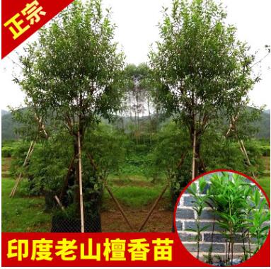 永發(fā)名貴樹苗正宗印度老山檀香樹苗庭院綠植室內(nèi)植物盆景苗木批發(fā)