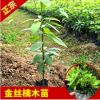 永發(fā)名貴樹苗南方北方種植金絲楠木樹苗庭院綠植小葉楨楠苗木批發(fā)