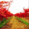 供應綠化苗木 喬木類紅楓苗 日本紅楓苗