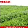 綠化樹苗批發 綠化苗木 木槿苗木出售