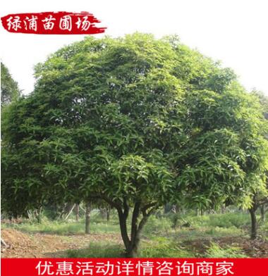 精品特色桂花樹苗批發 園林常綠喬木 桂花苗木長期供應