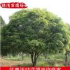 精品特色桂花樹苗批發 園林常綠喬木 桂花苗木長期供應
