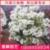 光葉子花 寶巾 簕杜鵑 小葉九重葛 三角花 福建廠家批發(fā)