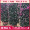 紫色柱形三角梅 福建三角梅基地 株高1.8米 量大從優(yōu)