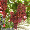 基地批發葡萄果樹苗葡萄樹苗紅提葡萄種植品種全量大從優