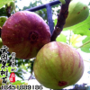 批發果苗布蘭瑞克無花果苗庭院果樹苗盆栽無花果小苗量大從優
