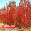 美國紅楓紅楓樹日本紅楓街道行道種植四季紅秋品種全