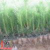大量批發優質綠化樹苗 黑松小苗 黑松樹苗 四季常青植物 量大從優