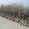 8公分櫻花苗的價格 工程用苗出售 現挖現賣 保證質量