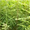 優質皂角苗出售 皂角苗價格 皂角苗種植基地 皂角苗品種