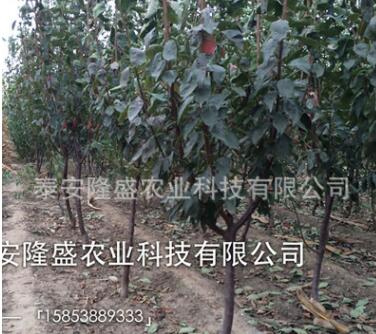 脆紅李子苗批發山東苗木基地批發李子樹苗品種齊全李子苗價格優惠