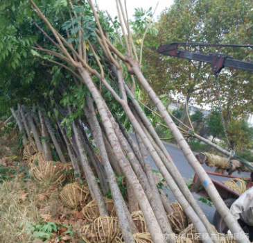 批發基地優質綠化欒樹欒樹 易成活 量大從優 欒樹直銷