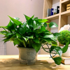 綠蘿盆栽 辦公室 室內植物花卉吸甲醛水培綠植長藤綠羅盆景