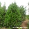 大量出售柏樹 基地直銷 龍柏 側柏 等